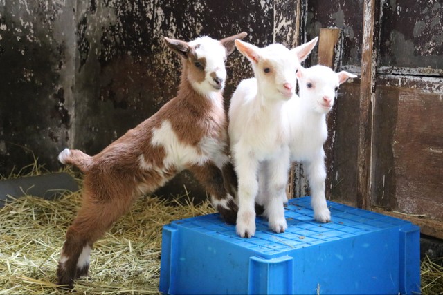 三胞胎小山羊与母羊「あられ」在牧场中的温馨场景
