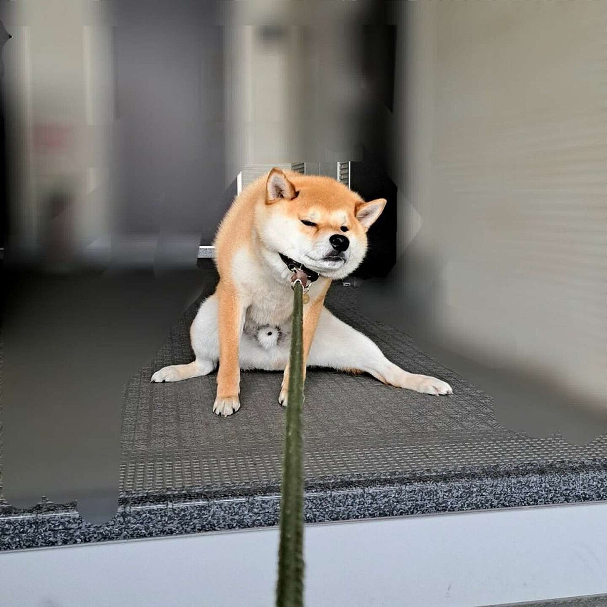 柴犬きなこ玄关拒散步现场