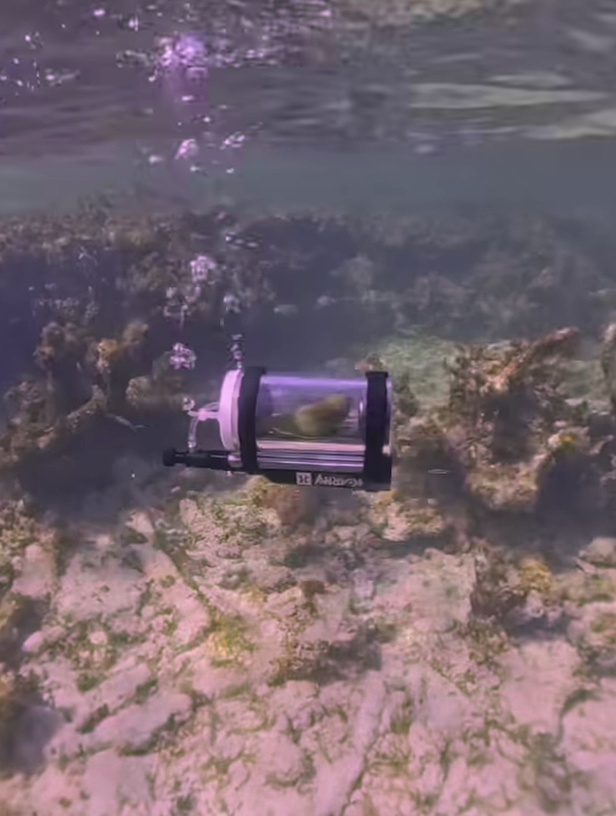 鹦鹉Bebe在潜水艇内探索海底