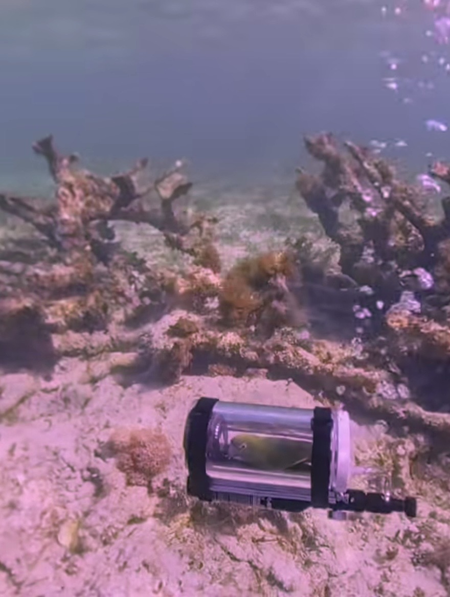 鹦鹉Bebe潜水艇特写