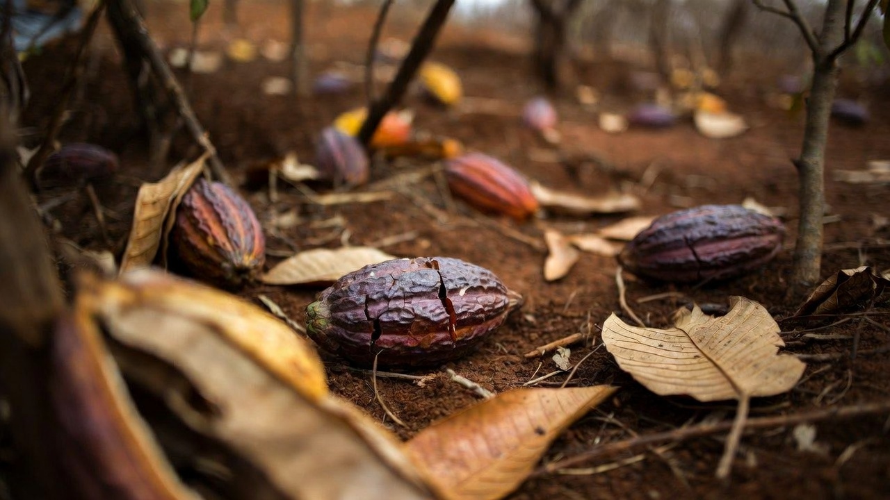 可可豆价格暴跌农民生计堪忧